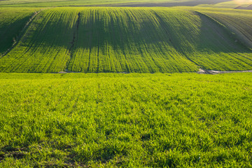 Green sprouts of wheat in the field  - obrazy, fototapety, plakaty