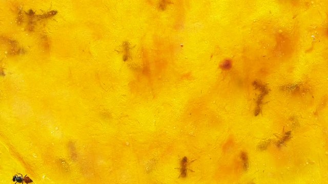Bee working on dry yellow mango, Can be used for background.
