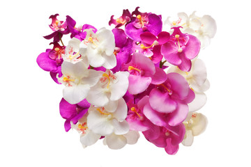 Beautiful purple, pink and white orchid on white background