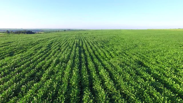 Aerial soybean plantation in Sao paulo State - Brazil 