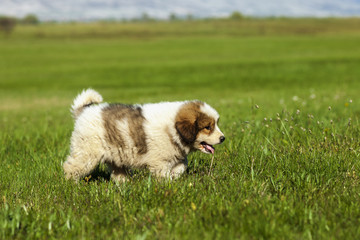 little fluffy puppy walk green grass