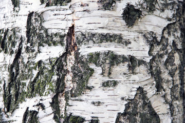 Background of the trunk of the white birch. Texture of birch bark. The tree close up. An old birch with a notch to collect the juice.