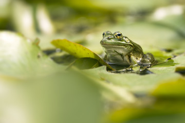 Teichfrosch