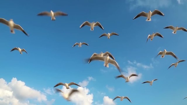 Birds fly in the clouds. Seagulls fly on the beach in Dubai. Seagulls on a background of sky and clouds