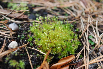 Bartramia pomiformis, the common apple-moss, is a species of moss in the Bartramiaceae family. It is typically green or glaucous in hue, although sometimes it can appear yellowish.