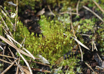 Bartramia pomiformis, the common apple-moss, is a species of moss in the Bartramiaceae family. It is typically green or glaucous in hue, although sometimes it can appear yellowish.
