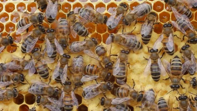 Work bees in hive.
Bees convert nectar into honey and care for the larvae.