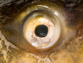 Eye carp as a background. macro