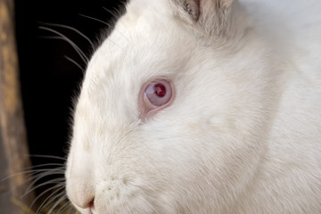 Obraz premium Portrait of the white rabbit in a hutch