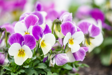 Fototapeta premium wonderful colors of the flowers of pansies