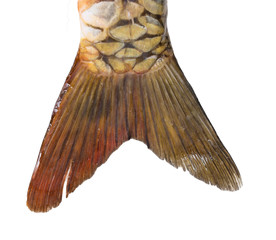 carp tail on a white background