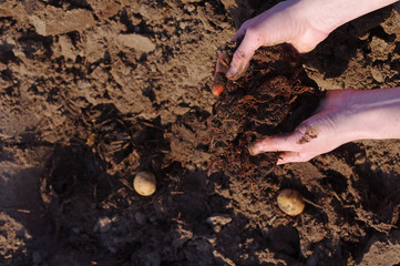 Manure in the farmer's hands, landing of potatoes. Agricultural works