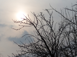 bare branches of a tree at sunrise