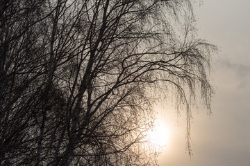 bare branches of a tree at sunrise