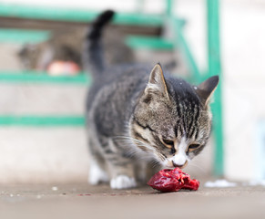 cat eats red meat in nature
