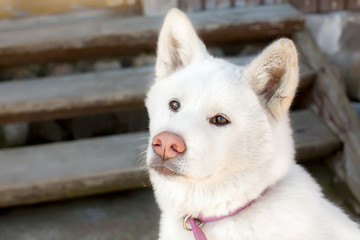 Portrait of puppy of breed Akita-inu. the age of half a year