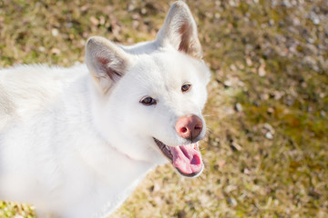 Funny puppy of breed Akita-inu.