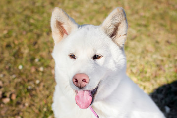 Portrait of a Cheerful puppy of breed Akita-inu. the age of half
