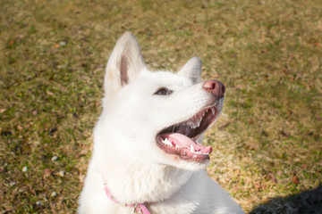 dog with an open mouth. breed Akita inu . the age of half a year
