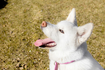 Naklejka na ściany i meble Tricky Dog. breed Akita inu . the age of half a year. white colo