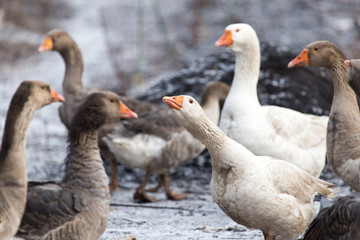 geese in the winter nature