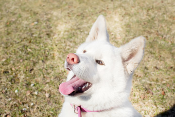 Obraz premium Cheerful Dog. breed Akita inu . the age of half a year. white co