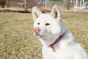 Serious Dog. breed Akita inu . the age of half a year. white col