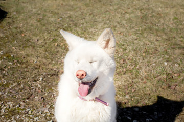 Naklejka na ściany i meble dog laughs . breed Akita inu . the age of half a year. white col