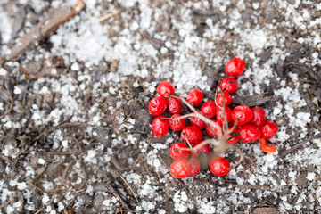 Kalina red in the snow in the winter in nature