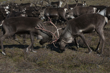 Fighting two deer horns male. Yakutia. Russia.