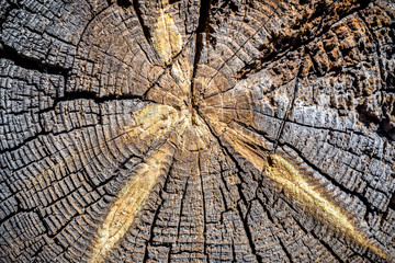 transverse texture of wood logs