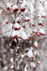 Kalina red in the snow in the winter in nature