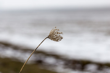 dry grass in the snow in the winter