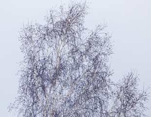 Fototapeta na wymiar bare branches of a tree at sunrise
