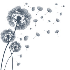 Obraz premium Abstract fluffy dandelion flower. Vector illustration