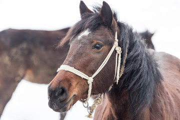 horse on nature in winter