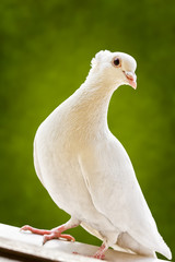 Cute white tufted fancy breed pigeon standing on a window sill.