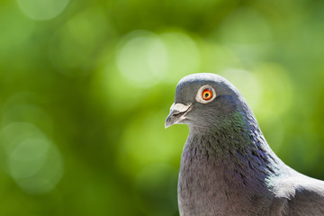 Portrait of a racing pigeon over blurred green background with copy space.