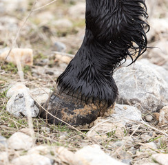 the horse's hooves on the nature in the winter