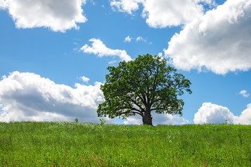 Fototapeta na wymiar Lonely tree in the field. Pedunculate Oak, age 186 years.