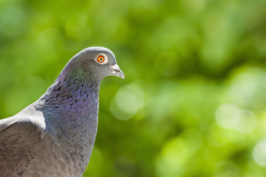 Portrait of a homing pigeon over blurred green background with copy space.