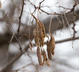 the seeds of a tree in winter