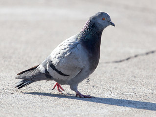 portrait of pigeon on nature