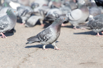a flock of pigeons in the city