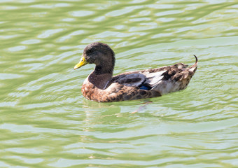 duck on the lake in the nature