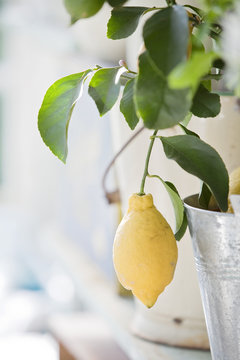 Yellow lemon hanging from twig