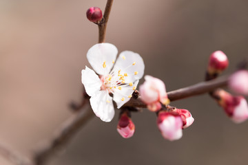 Fototapeta na wymiar apricot flowers on a tree in nature