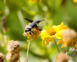 Sphingidae, known as bee Hawk-moth, enjoying the nectar of a yellow flower. Hummingbird moth. Calibri moth.