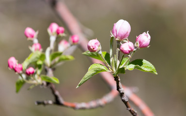 Obraz premium beautiful flowers on the apple tree in nature