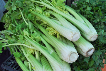 Fototapeta premium Green Celery (Apium graveolens) vegetables